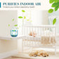 📢📢 60 %  DE RÉDUCTION !! ✨Boîte magique pour purifier l'air intérieur et éliminer la poussière🍋‍🟩