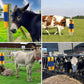 Livestock Full Massage Grooming Scratching Brush