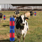 Livestock Full Massage Grooming Scratching Brush